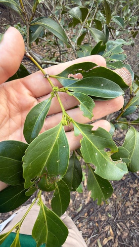 Psydrax odoratus observed 2026-10-19