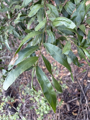 Acacia fasciculifera, 2026-10-19
