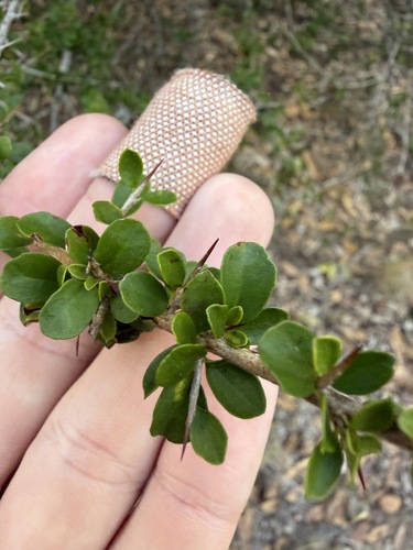 Pittosporum spinescens, 2026-10-19