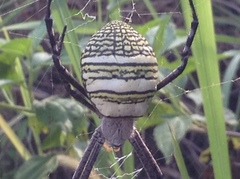 Argiope