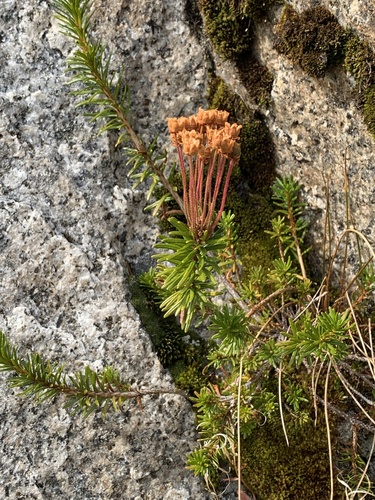Phyllodoce empetriformis observed 2026-10-18