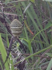 Argiope