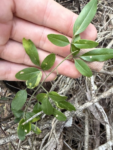 Jasminum didymum observed 2026-10-19