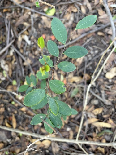 Breynia oblongifolia observed 2026-10-19