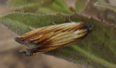 Eucosma radiatana