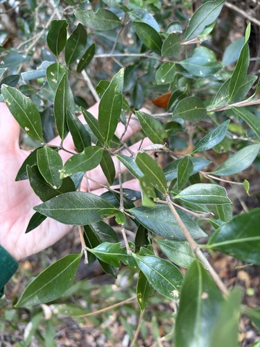 Elaeodendron australe observed 2026-10-19