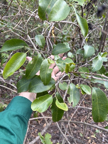 Geijera salicifolia observed 2026-10-19