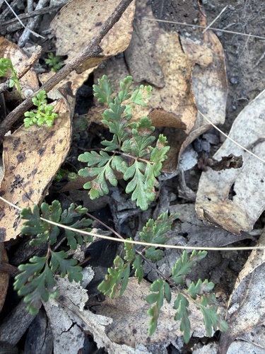 Cheilanthes sieberi observed 2026-10-19