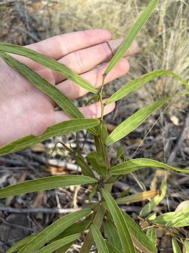 Acacia fasciculifera, 2026-10-19