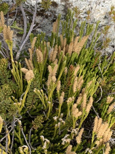 Diphasiastrum sitchense observed 2026-10-18