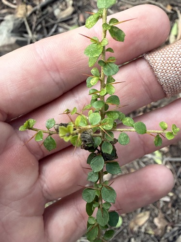 Pittosporum spinescens, 2026-10-19