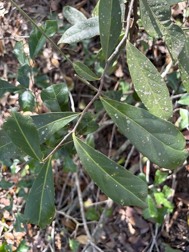 Elaeodendron australe observed 2026-10-19