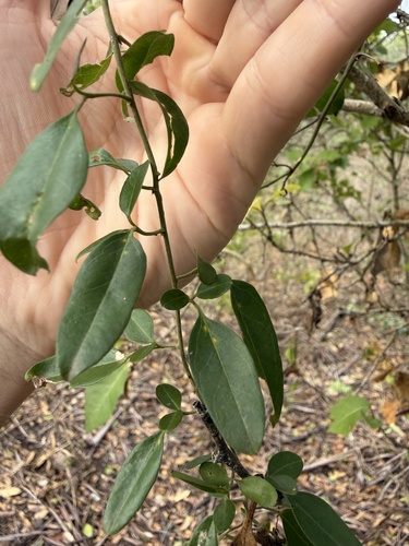 Jasminum didymum observed 2026-10-19