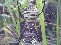 Argiope