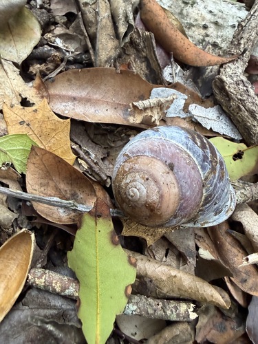 Sphaerospira blomfieldi observed 2026-10-19