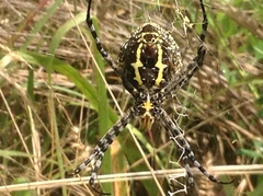 Argiope