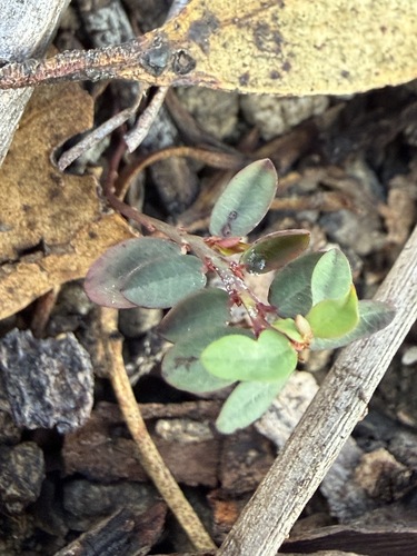 Phyllanthus virgatus observed 2026-10-19