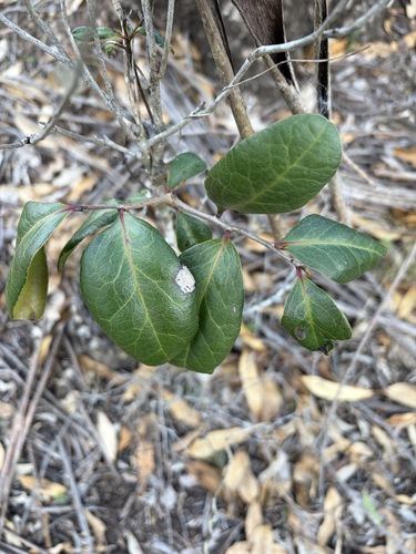 Diospyros geminata observed 2026-10-19