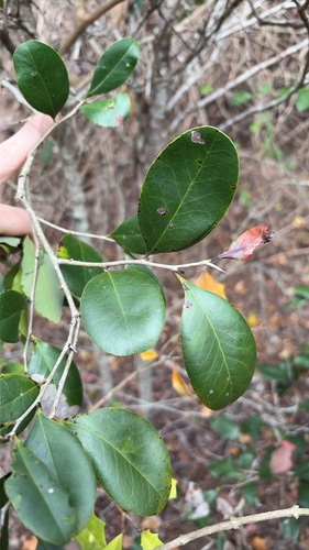 Diospyros geminata observed 2026-10-19