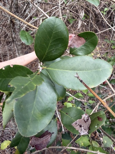 Diospyros geminata observed 2026-10-19