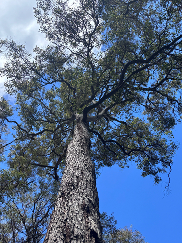 Corymbia calophylla observed 2026-10-21