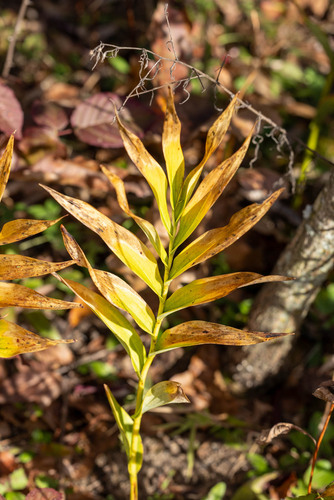 Maianthemum stellatum, 2026-10-20