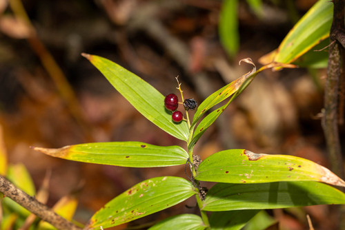 Maianthemum stellatum, 2026-10-20