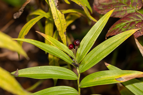 Maianthemum stellatum, 2026-10-20