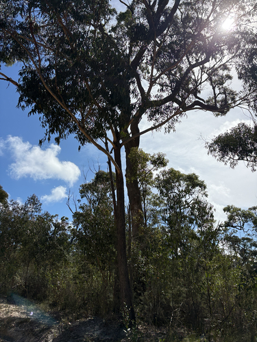 Eucalyptus sieberi observed 2026-10-21