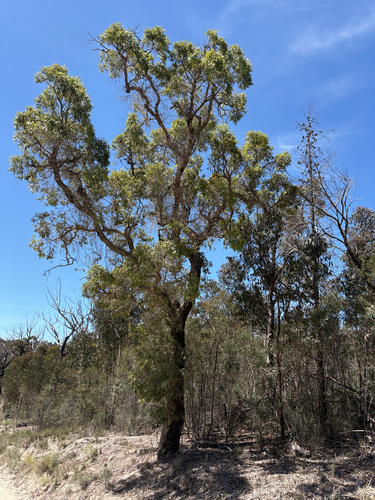 Angophora floribunda observed 2026-10-21
