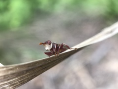 Myopa clausa