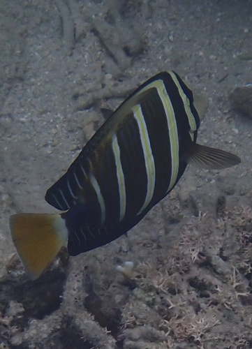 Zebrasoma veliferum observed 2026-10-21