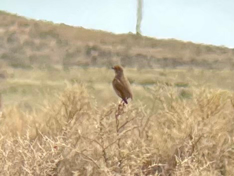 Sage Thrasher