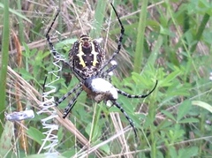 Argiope