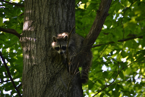 photo of Common Raccoon (Procyon lotor)