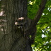 photo of Common Raccoon (Procyon lotor)