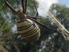 Argiope