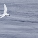 Snow Petrel - Photo (c) Ian Duffy, some rights reserved (CC BY)