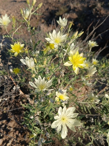 Adonis Blazingstar