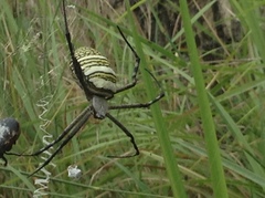 Argiope
