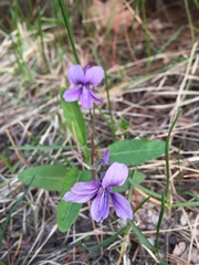 Viola mandshurica