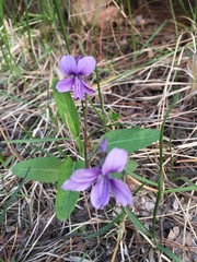 Viola mandshurica