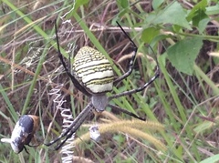 Argiope