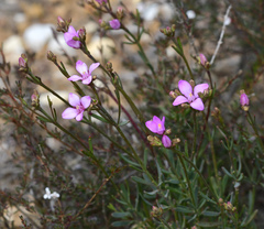 Boronia spathulata