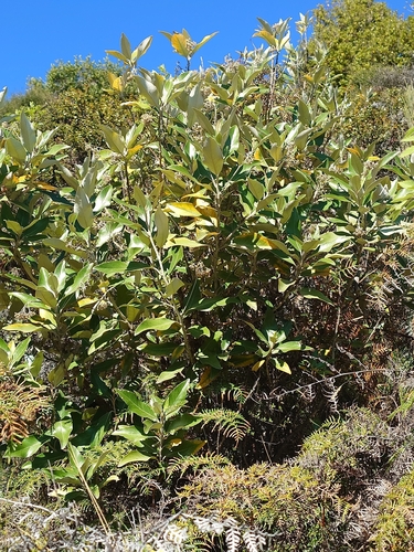 Olearia avicenniifolia observed 2026-10-21