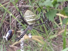 Argiope