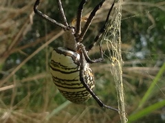 Argiope