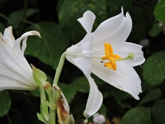 Lilium candidum