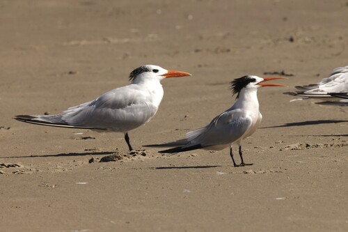 iNaturalist image
