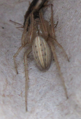 Larinia borealis